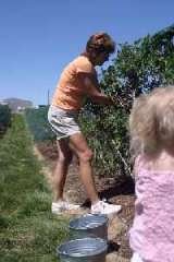  All Natural U-Pick Yakima 11901 Zier Rd 