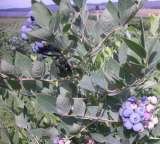  All Natural U-Pick Yakima 11901 Zier Rd 