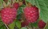  All Natural U-Pick Yakima 11901 Zier Rd 