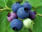  All Natural U-Pick Yakima 11901 Zier Rd 