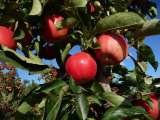  All Natural U-Pick Yakima 11901 Zier Rd 