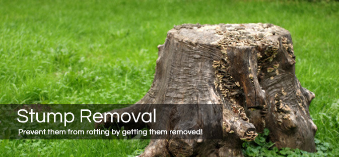  Profile Photos of Day Tree Services 18 Station Road - Photo 1 of 7