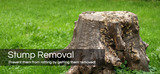  Day Tree Services 18 Station Road 