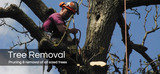  Day Tree Services 18 Station Road 