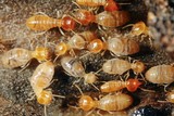 Termite Treatment Perth 26A Thursley Wy 