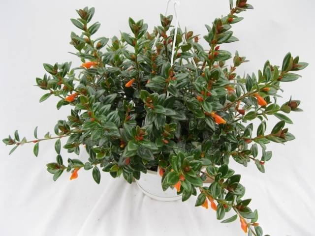  Profile Photos of Plants For All 66 Dawson Road - Photo 27 of 28