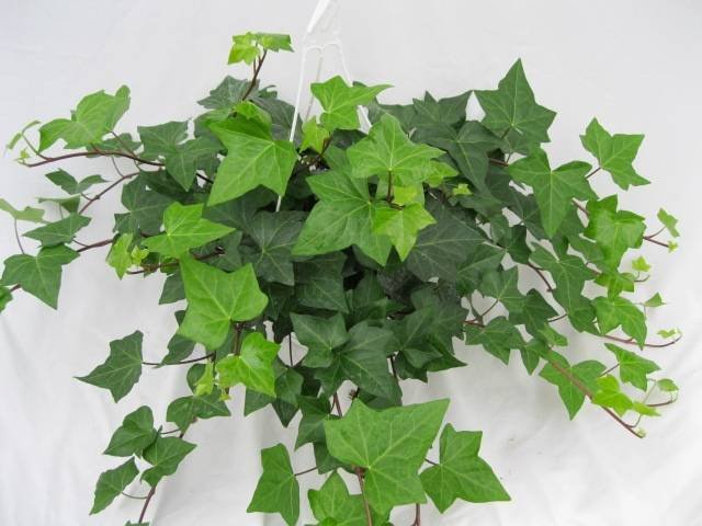  Profile Photos of Plants For All 66 Dawson Road - Photo 25 of 28