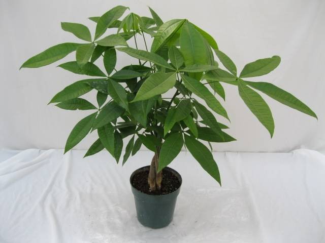  Profile Photos of Plants For All 66 Dawson Road - Photo 23 of 28