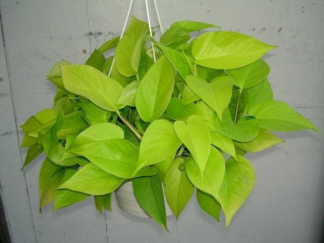  Profile Photos of Plants For All 66 Dawson Road - Photo 22 of 28