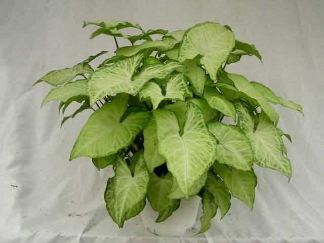  Profile Photos of Plants For All 66 Dawson Road - Photo 20 of 28