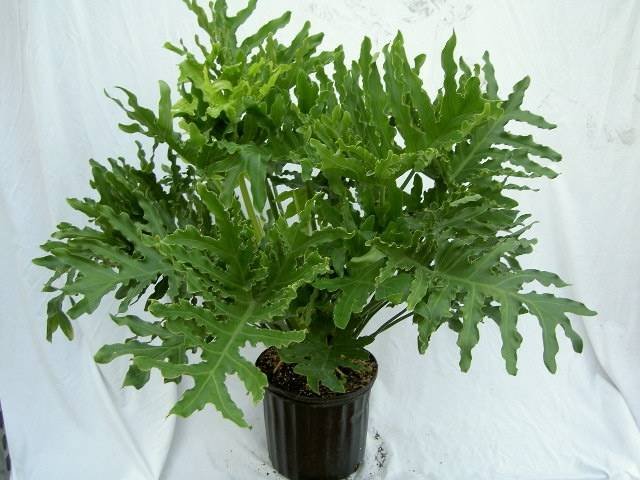  Profile Photos of Plants For All 66 Dawson Road - Photo 18 of 28