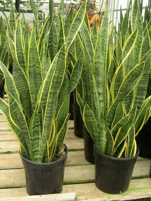  Profile Photos of Plants For All 66 Dawson Road - Photo 17 of 28