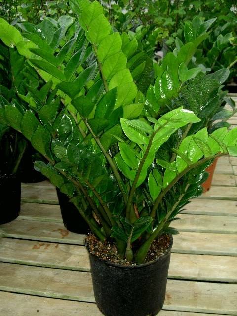  Profile Photos of Plants For All 66 Dawson Road - Photo 16 of 28