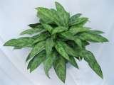  Plants For All 66 Dawson Road 