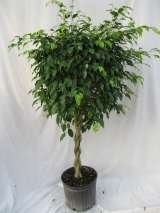  Plants For All 66 Dawson Road 