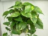  Plants For All 66 Dawson Road 