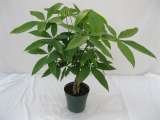  Plants For All 66 Dawson Road 