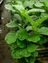  Plants For All 66 Dawson Road 