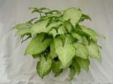  Plants For All 66 Dawson Road 
