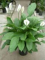  Plants For All 66 Dawson Road 