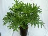  Plants For All 66 Dawson Road 