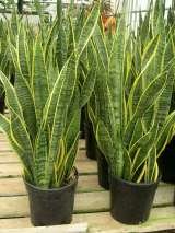  Plants For All 66 Dawson Road 