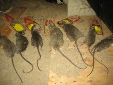 New Album of Rat Busters 141 NW 20th St., Suite G122 - Photo 6 of 7