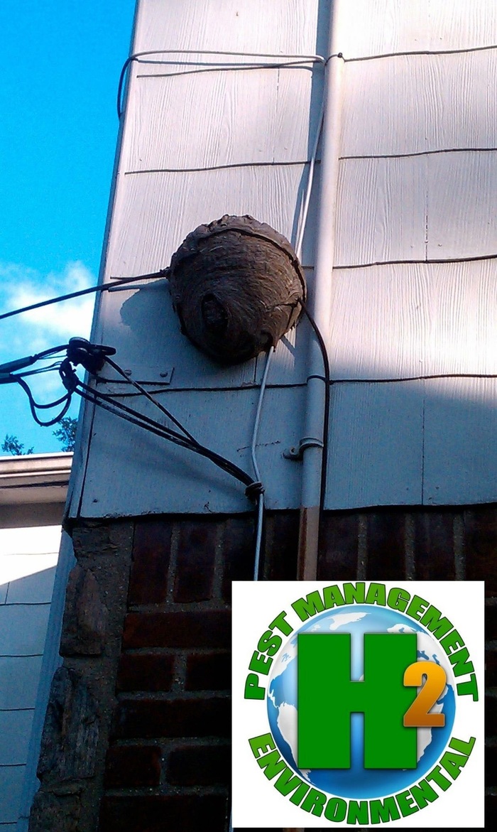  New Album of H2 Environmental Pest Management 32-07 Astoria Blvd. - Photo 2 of 3
