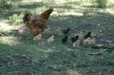 Mama hen and her 14 baby chicks. Willow Creek Ranch, Mountain Ranch, CA Willow Creek Ranch 5125 Michel Rd 