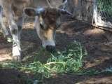 Feeding the cows weeds from the Willow Creek Ranch family garden, Mountain Ranch, Ca Willow Creek Ranch 5125 Michel Rd 