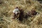 Feb. 14, 2013 New calf 