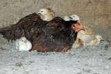 During a rain shower, Wet mama hen with her babies Willow Creek Ranch Willow Creek Ranch 5125 Michel Rd 