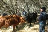 Visitors feeding hay to the cows at Willow Creek Ranch, Willow Creek Ranch, Mountain Ranch