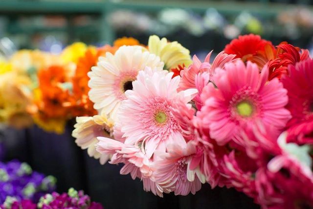  Profile Photos of Arizona Flower Market 2050 South 16th Street, Suite 105 - Photo 2 of 10