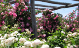 Kojonup Bed & Breakfast - Clover House, Kojonup