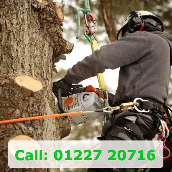  Profile Photos of Tree Surgeons Of Canterbury Office 32, St Dunstans Street - Photo 1 of 1