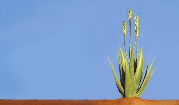  Profile Photos of Aloe Forever 4 You Ground Floor SS Lootah Building, Salahuddin Road, Deira (Below Abu Hail Metro Station) - Photo 137 of 159