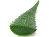  Aloe Forever 4 You Ground Floor SS Lootah Building, Salahuddin Road, Deira (Below Abu Hail Metro Station) 