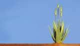  Aloe Forever 4 You Ground Floor SS Lootah Building, Salahuddin Road, Deira (Below Abu Hail Metro Station) 