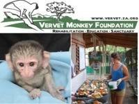  Profile Photos of Vervet Monkey Foundation Vervet Monkey Foundation Plot 35 California Tarentaalrand - Photo 2 of 2