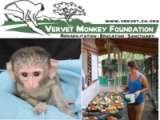 Vervet Monkey Foundation, Letsitele