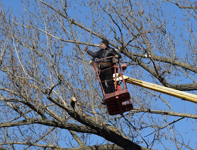 Pruning trees using a lift-arm. Chainsaw Cutting unnecessary branches of the tree. Putting in order of parks and gardens. Profile Photos of PCR Tree Service 7610 E. Brainerd Rd, #28343 - Photo 3 of 6 Pruning trees using a lift-arm. Chainsaw Cutting unnecessary branches of the tree. Putting in order of parks and gardens. Profile Photos of PCR Tree Service 7610 E. Brainerd Rd, #28343 - Photo 3 of 6