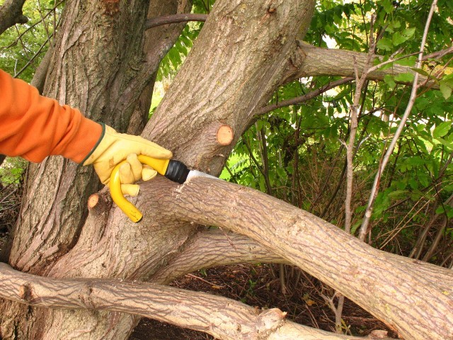 Pruning for tree maintenance in a wood<br />
** Note: Visible grain at 100%, best at smaller sizes Profile Photos of PCR Tree Service 7610 E. Brainerd Rd, #28343 - Photo 4 of 6 Pruning for tree maintenance in a wood<br />
** Note: Visible grain at 100%, best at smaller sizes Profile Photos of PCR Tree Service 7610 E. Brainerd Rd, #28343 - Photo 4 of 6