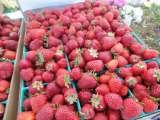  Estacada Farmers Market 3rd & Broadway 