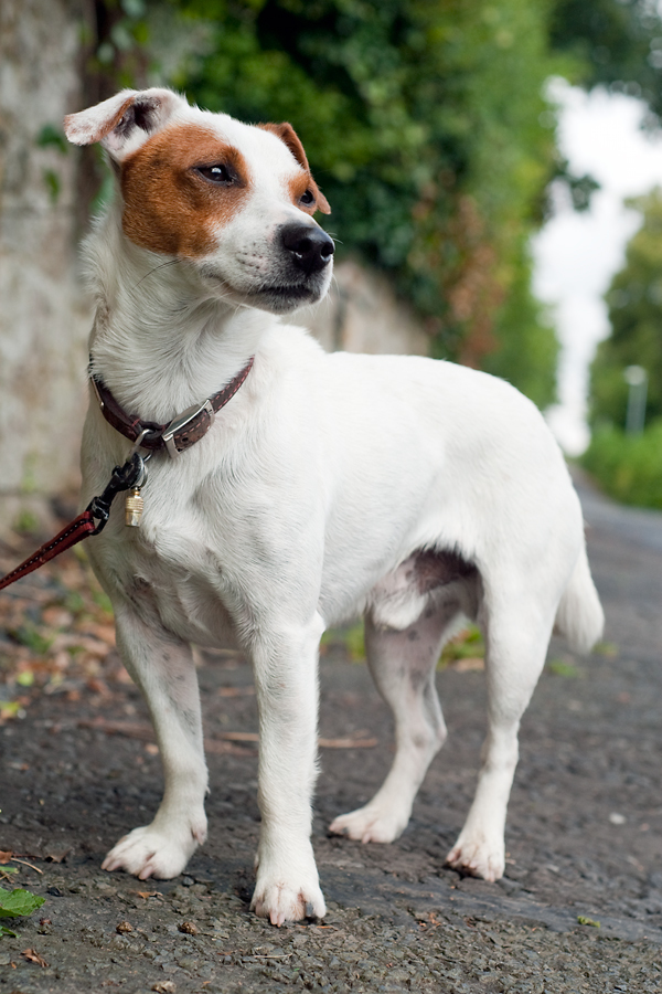 Beetle, beetling about. Happy dogs, and a happy dog walker of Happy Dog Club - Dog Walking Services in Bristol 321 Canford Lane, Westbury-on-Trym - Photo 1 of 10