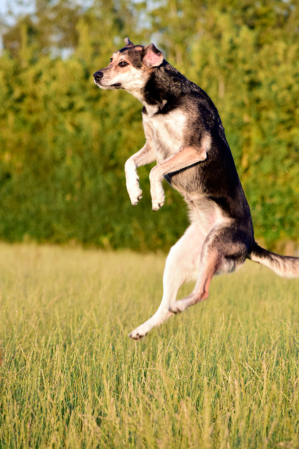 Bubble-popping. Happy dogs, and a happy dog walker of Happy Dog Club - Dog Walking Services in Bristol 321 Canford Lane, Westbury-on-Trym - Photo 3 of 10
