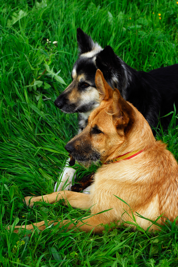 A quick lie down. Happy dogs, and a happy dog walker of Happy Dog Club - Dog Walking Services in Bristol 321 Canford Lane, Westbury-on-Trym - Photo 4 of 10