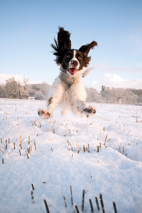 Incoming! Crazy Alfie enjoying the snow. Happy dogs, and a happy dog walker of Happy Dog Club - Dog Walking Services in Bristol 321 Canford Lane, Westbury-on-Trym - Photo 7 of 10