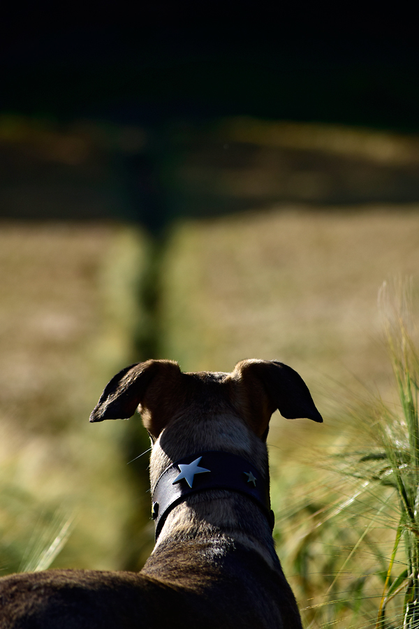 Ah, the open road! Happy dogs, and a happy dog walker of Happy Dog Club - Dog Walking Services in Bristol 321 Canford Lane, Westbury-on-Trym - Photo 8 of 10