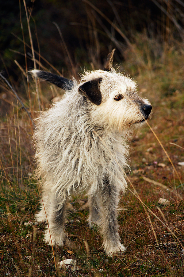 Shaggy old Jack. Happy dogs, and a happy dog walker of Happy Dog Club - Dog Walking Services in Bristol 321 Canford Lane, Westbury-on-Trym - Photo 9 of 10